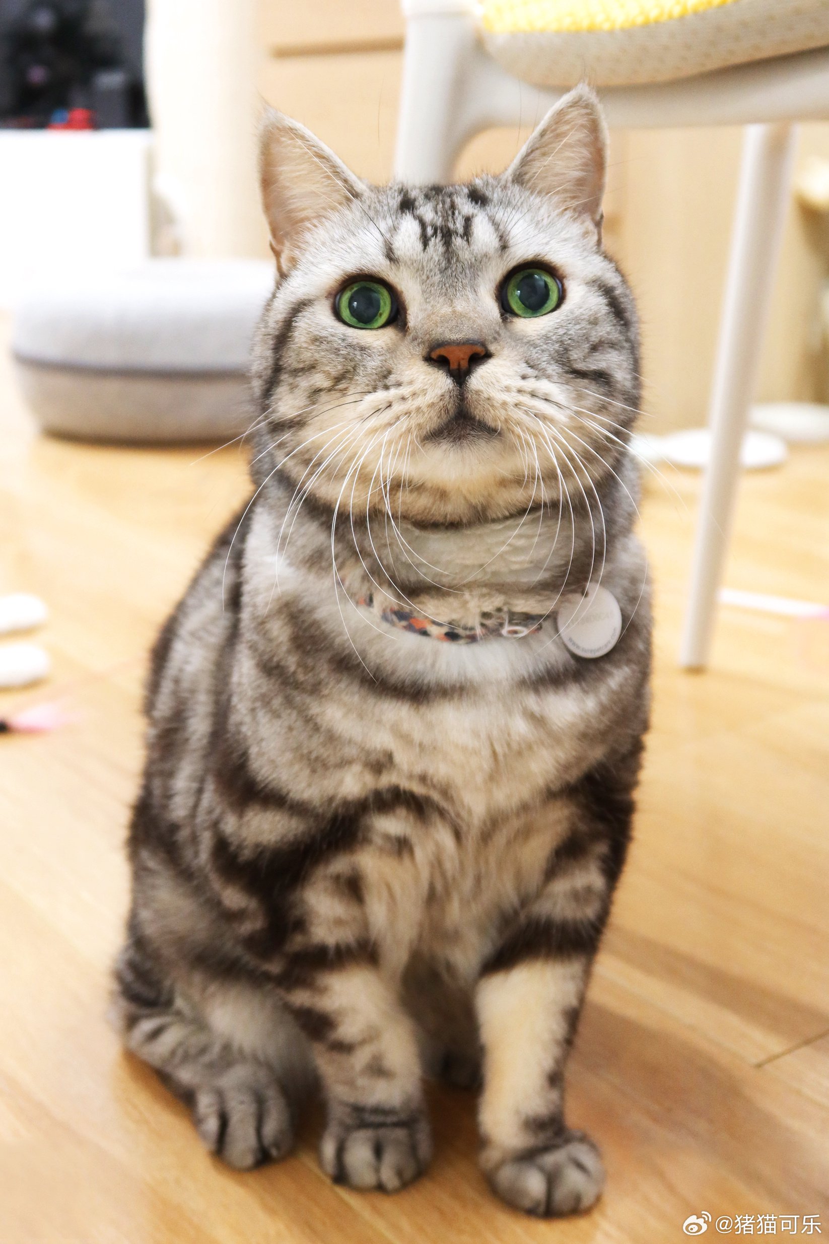 黄石大学生随叫随到手机号