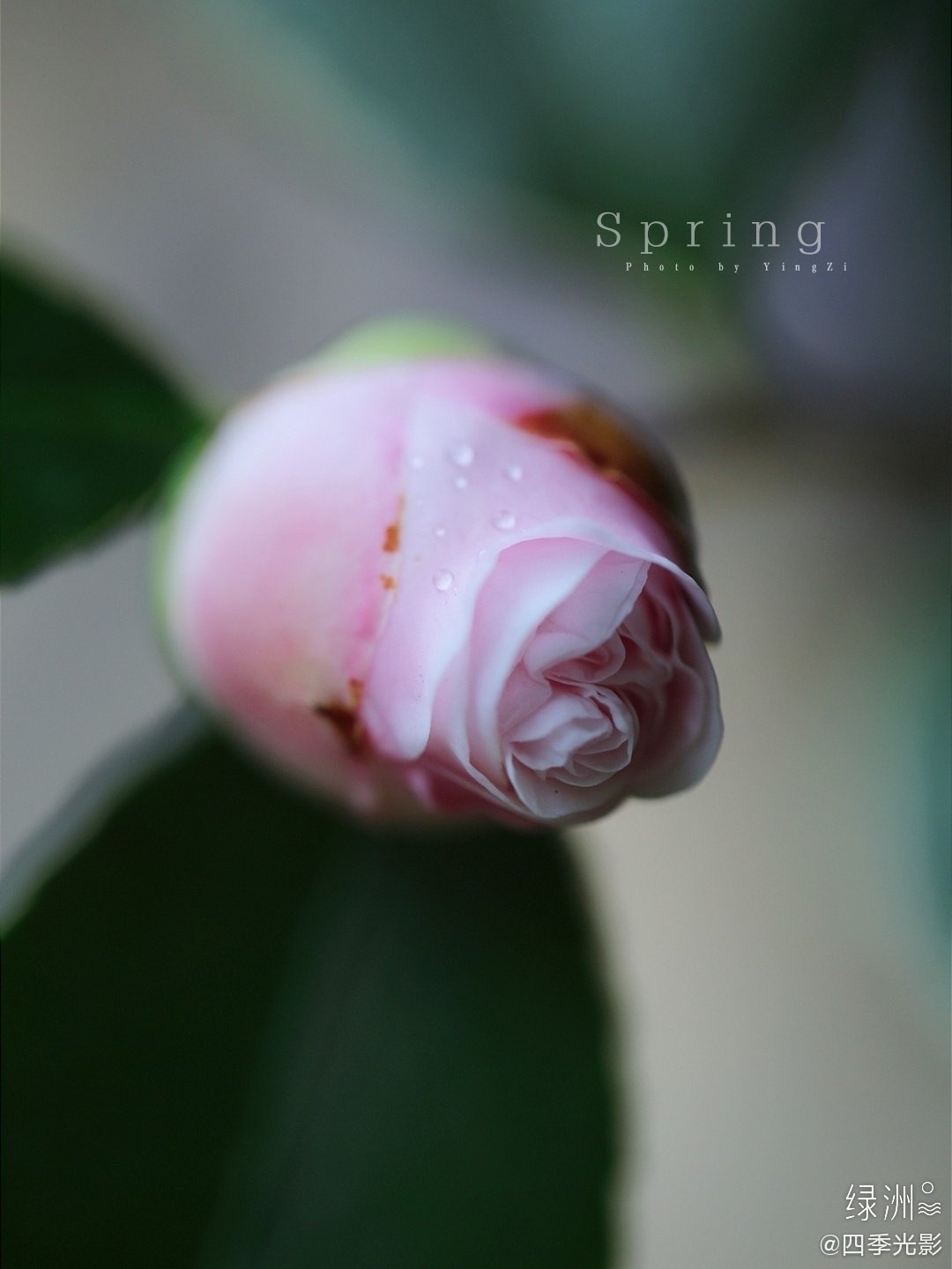 山茶花开了去年底好友赠与的这盆茶花带着花苞而来 经历了一月