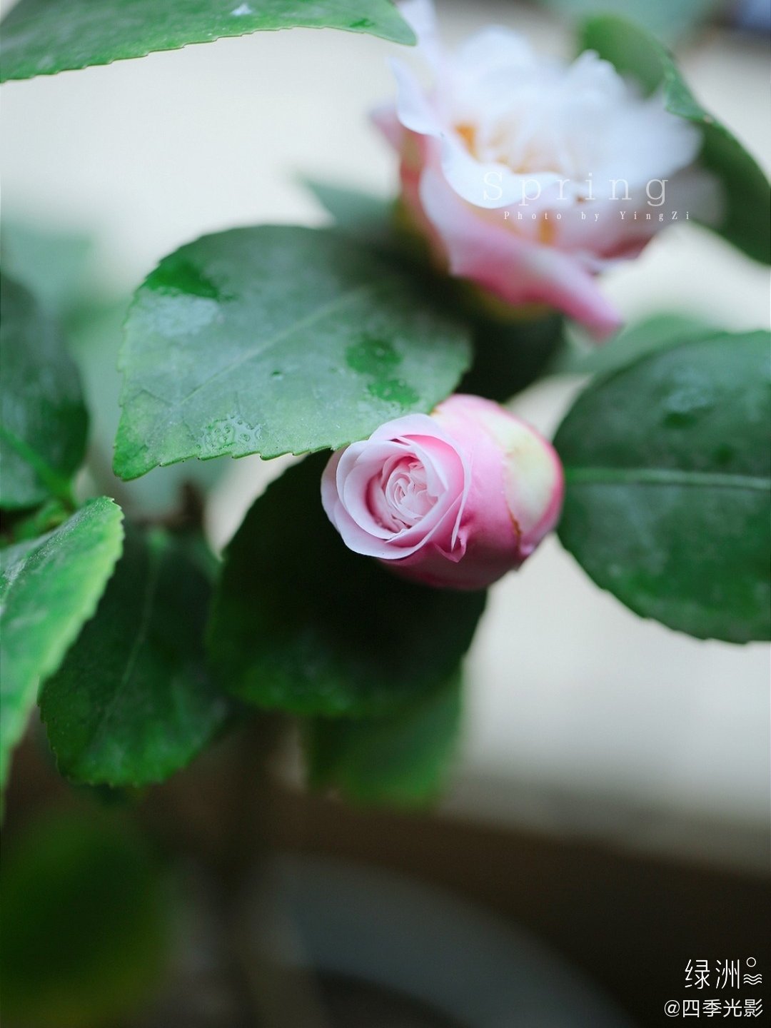 山茶花开了去年底好友赠与的这盆茶花带着花苞而来 经历了一月