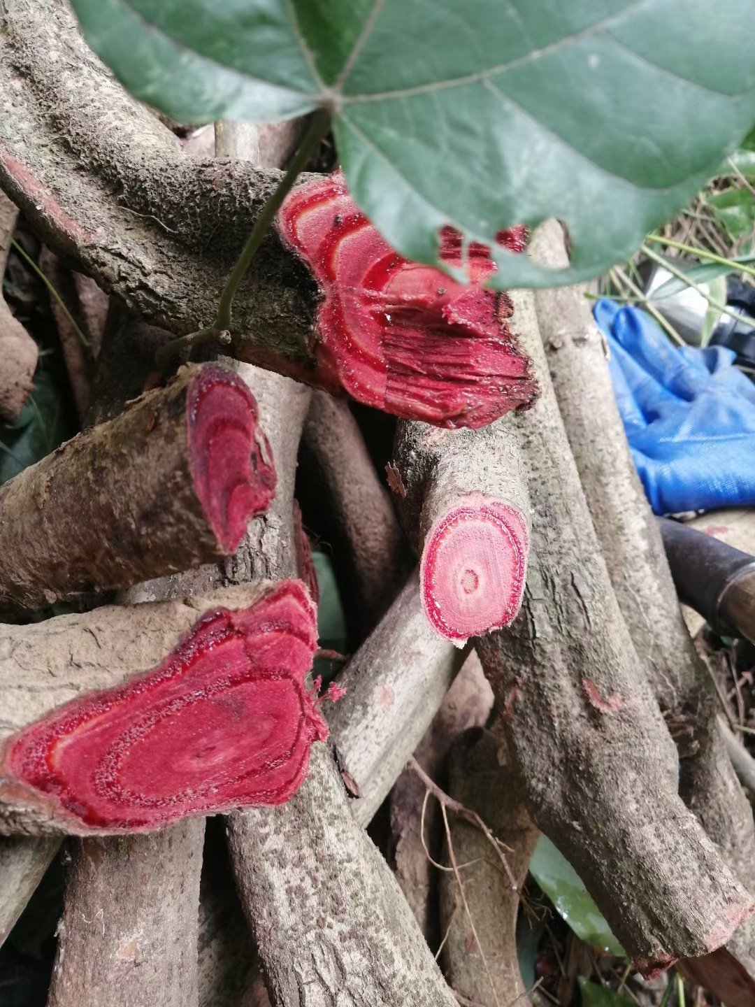野生鸡血藤中药材正宗广西深山百年老藤煲汤泡酒煮水调理月经养生