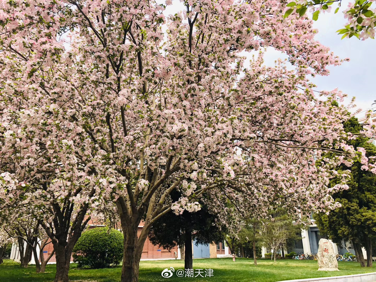 天大海棠花开的日子是天大最美的季节