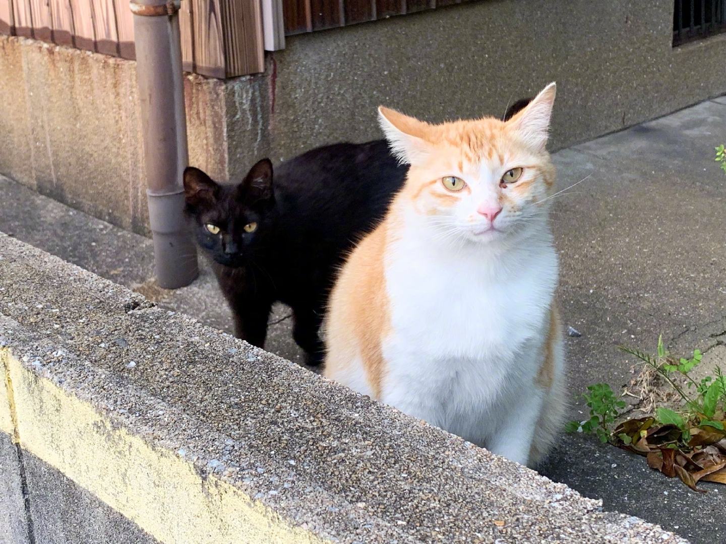 网友和茶色猫搭话之后 黑猫马上跑过来阻止 网友和茶色猫搭话之后 黑猫马上跑过来阻止