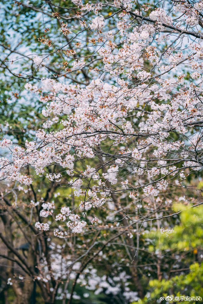 汉口江滩樱园图片