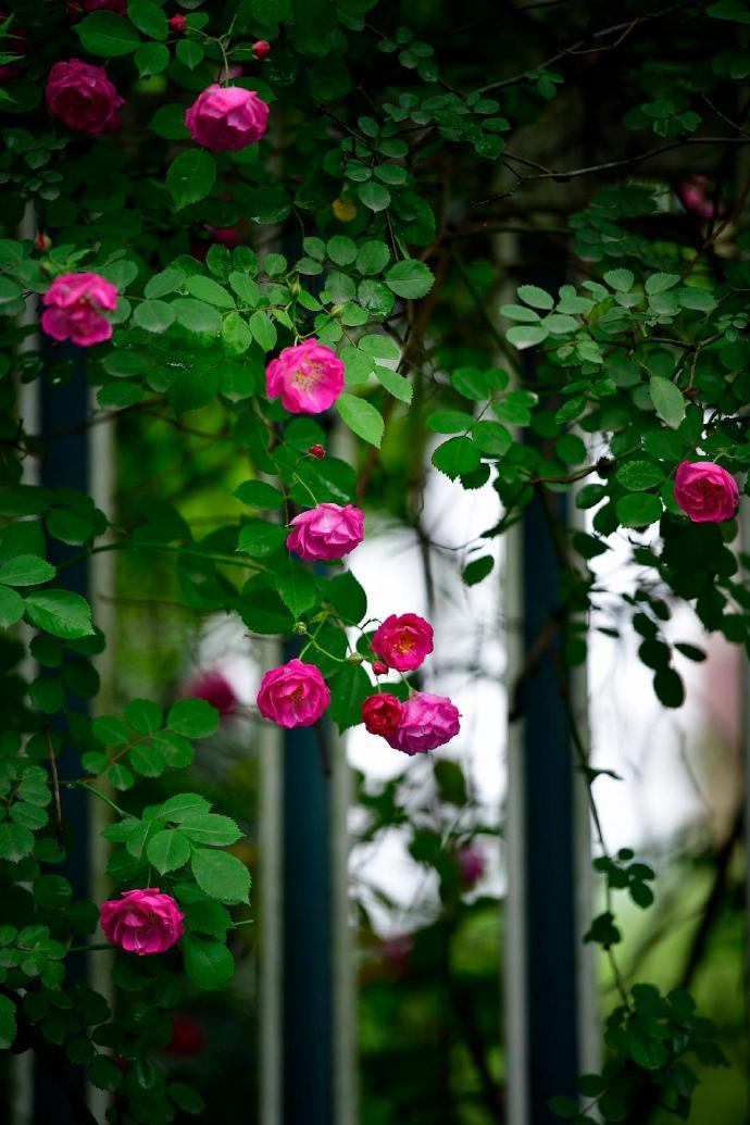 这道蔷薇花墙成"网红"