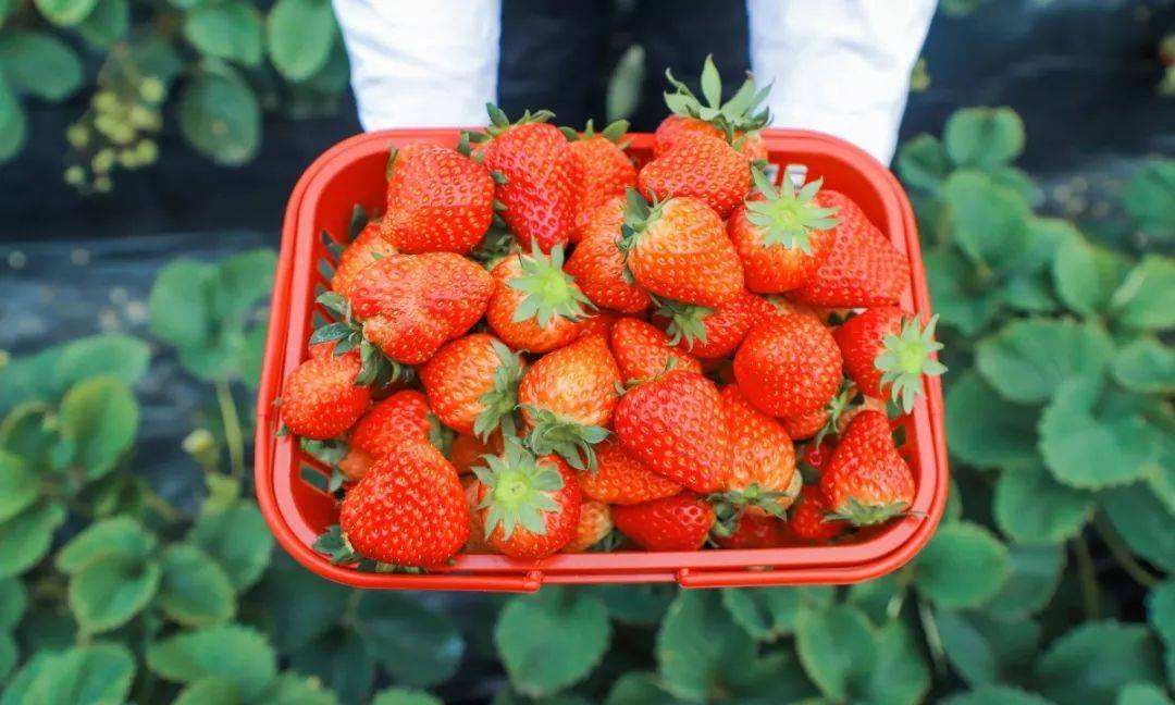 全国哪的草莓最好吃经过评选这8个地方比较出名有你家乡吗
