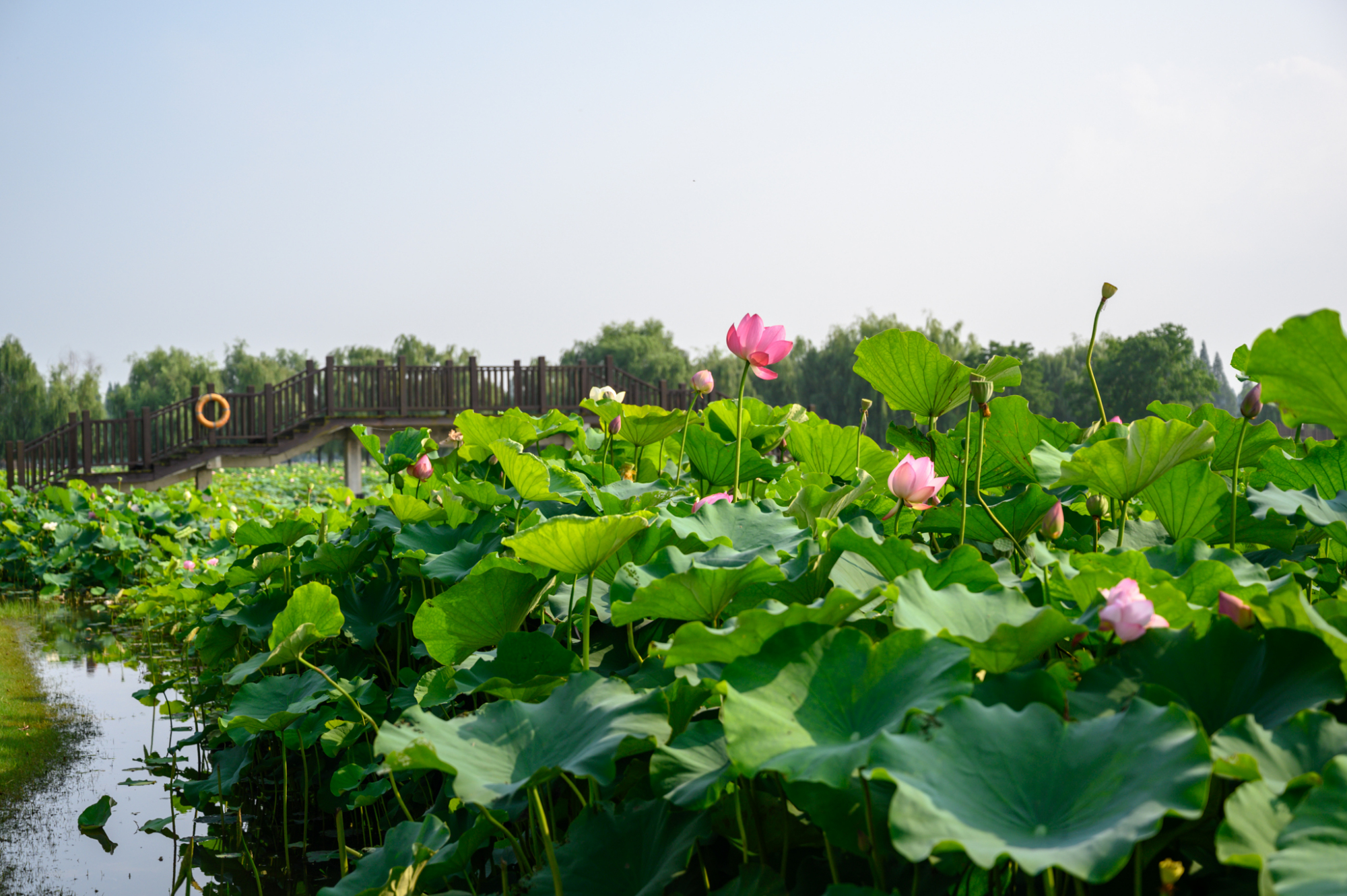 这里被誉为"南京的后花园",千亩荷花竞相开放,地铁过去1小时|荷花池