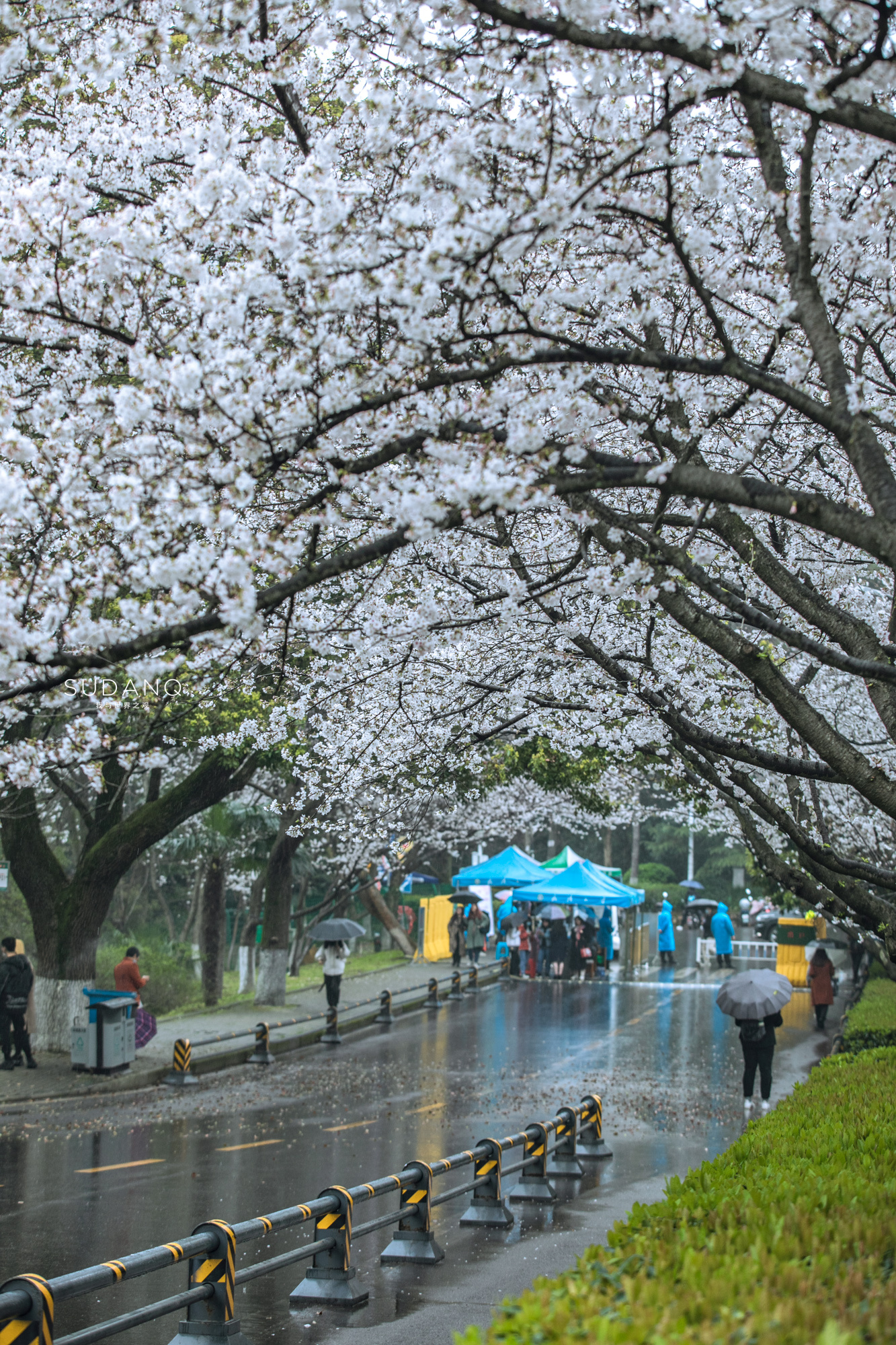 武大樱花系列2从樱花大道到行政楼的路上突然下起了小雨