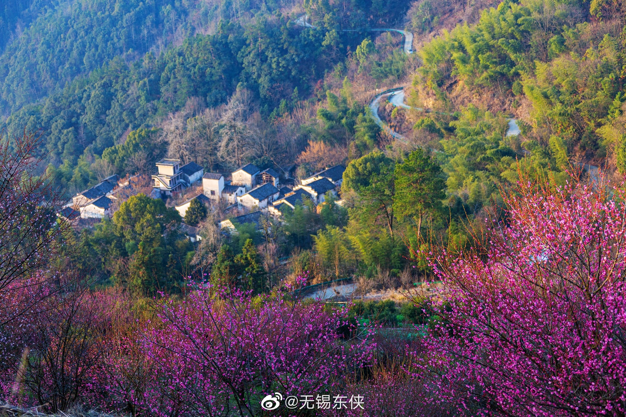中国传统村落安徽歙县霞坑镇石潭村漫山遍野的梅花展颜绽放__财经头条