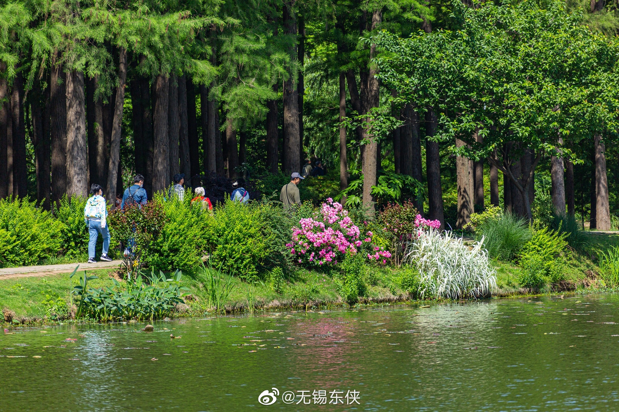 太湖鼋头渚水景苑，每一次去总有一些惊喜等着我，这不月季……__财经头条