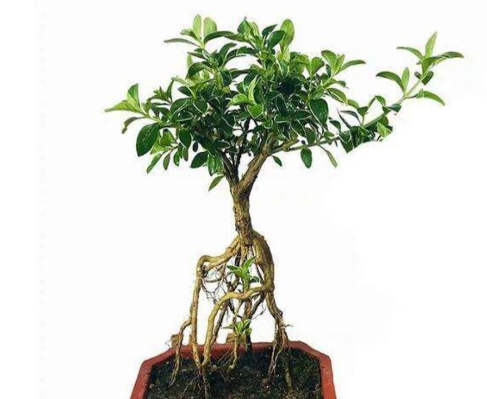 六月雪盆景春天做好这几件事开出满树繁花