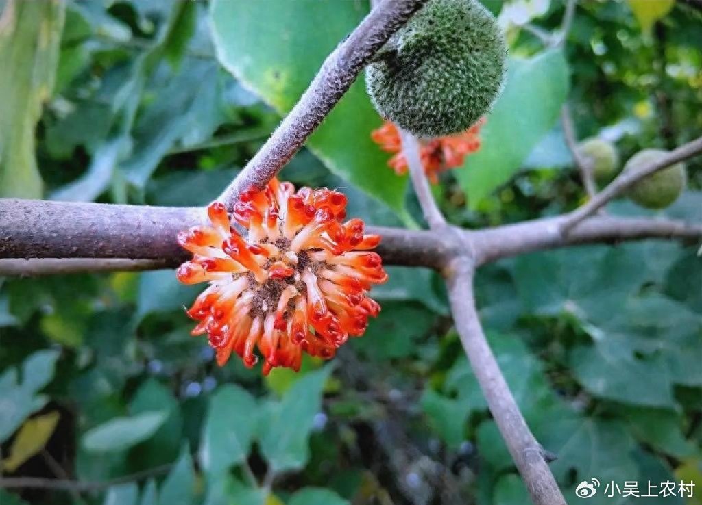 构树果又叫楮实子，长得像杨梅的野果，煮水作用厉害了，晒干备用