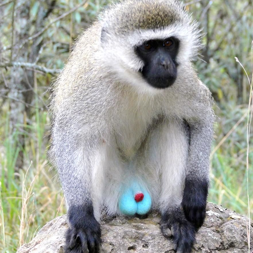 非洲绿猴的别名"蓝蛋猴"_高清图集_新浪网