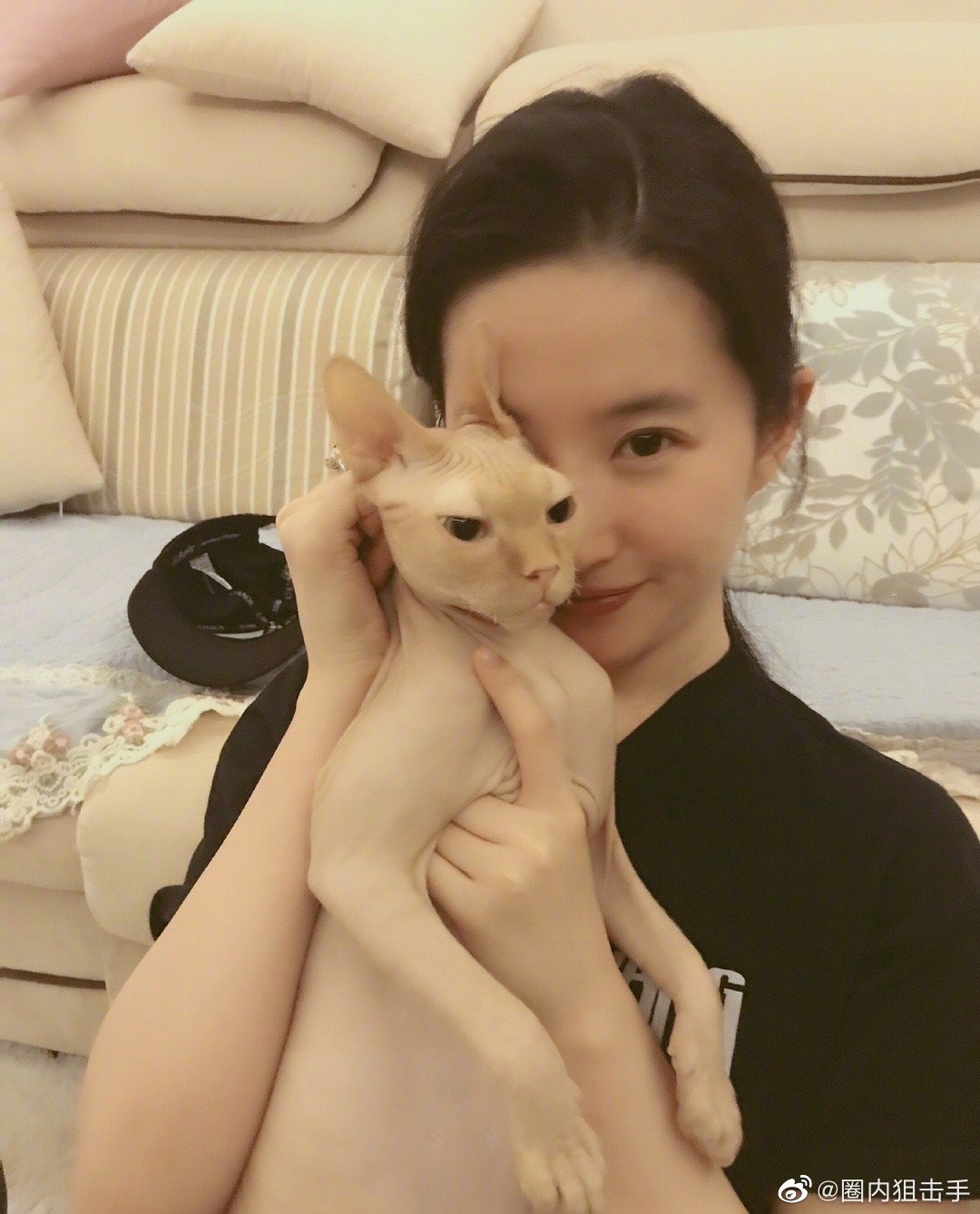 刘亦菲的猫煤球图片