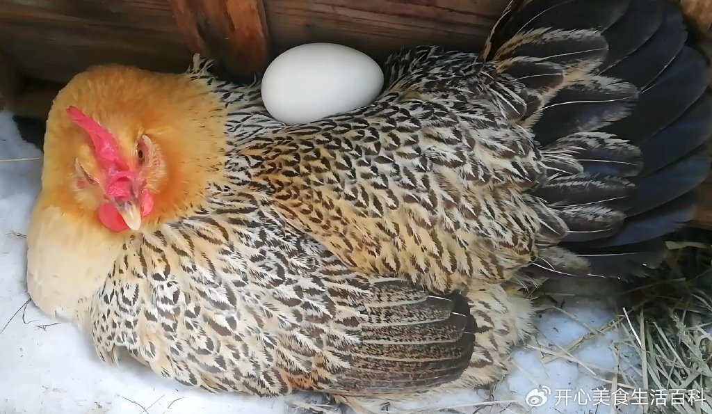 买鸡别纠结！三黄鸡和麻鸡怎么选？看这篇就够了