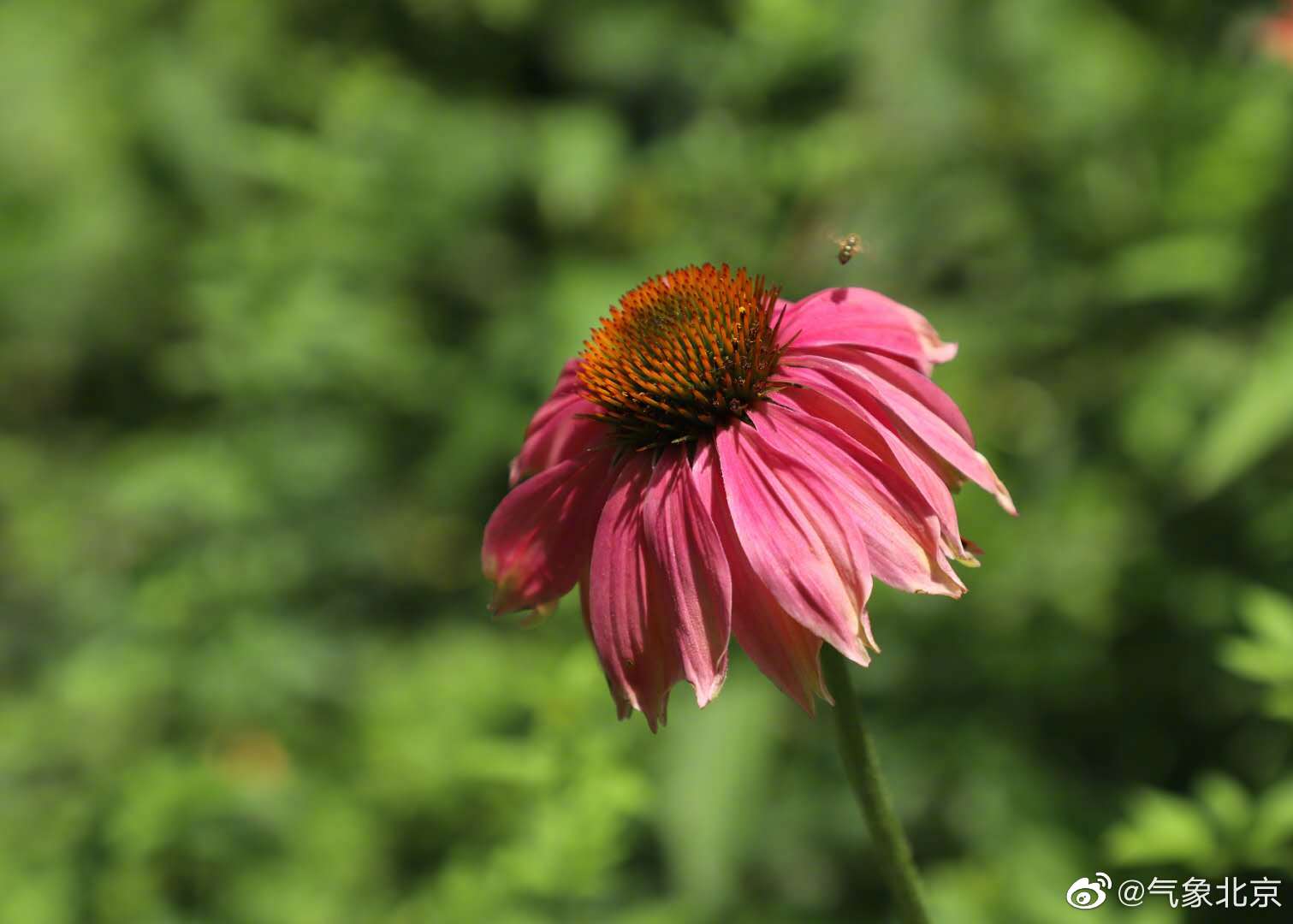 6月6日 星期六 生如夏花之绚烂 苓儿 摄