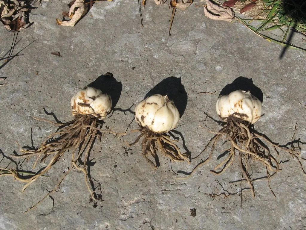 2,栽种的深度就比如在花盆里面栽种百合花的鳞茎,就可以用到泥炭土