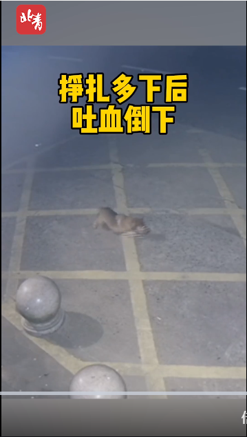 心疼！小狗被毒跑到派出所门口躲避，仍被拖进面包车，民警帮它讨回公道，网友留言让人泪目休闲区蓝鸢梦想 - Www.slyday.coM