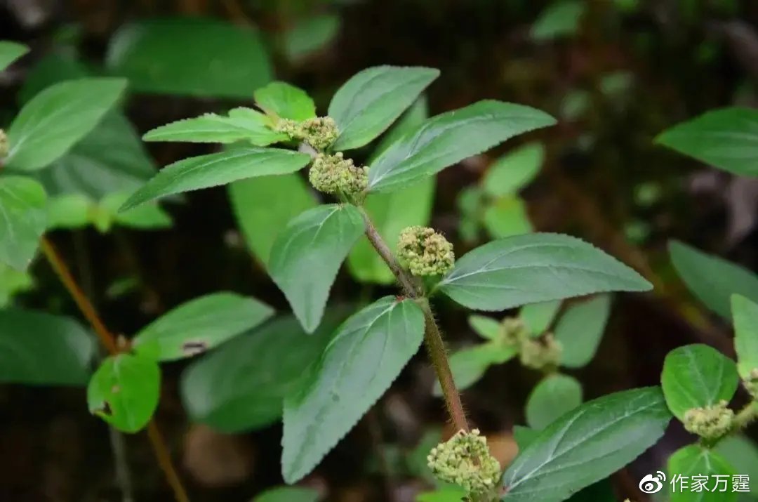 楓油(《普濟方》)【基原】為大風子科大風子屬植物大風子種仁的脂肪油