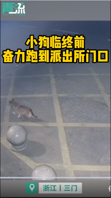 心疼！小狗被毒跑到派出所门口躲避，仍被拖进面包车，民警帮它讨回公道，网友留言让人泪目休闲区蓝鸢梦想 - Www.slyday.coM