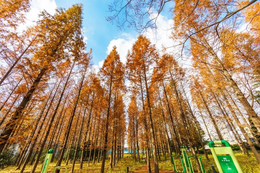 免费这里有处极美的水杉公园媲美九寨沟