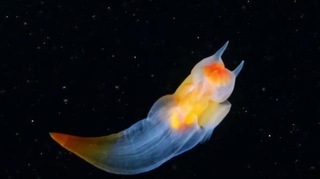 俄潜水员发现海蝴蝶浑身透明如同精灵嘴里可伸出6条触角