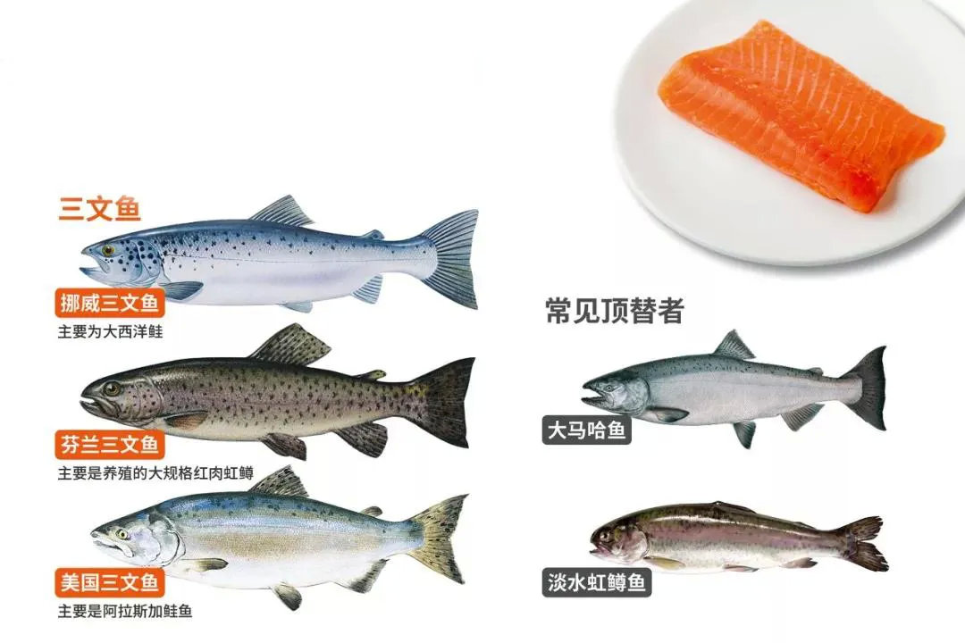 竟然打出"本店的三文鱼都是国产虹鳟"的公告——用淡水鱼冒充海洋