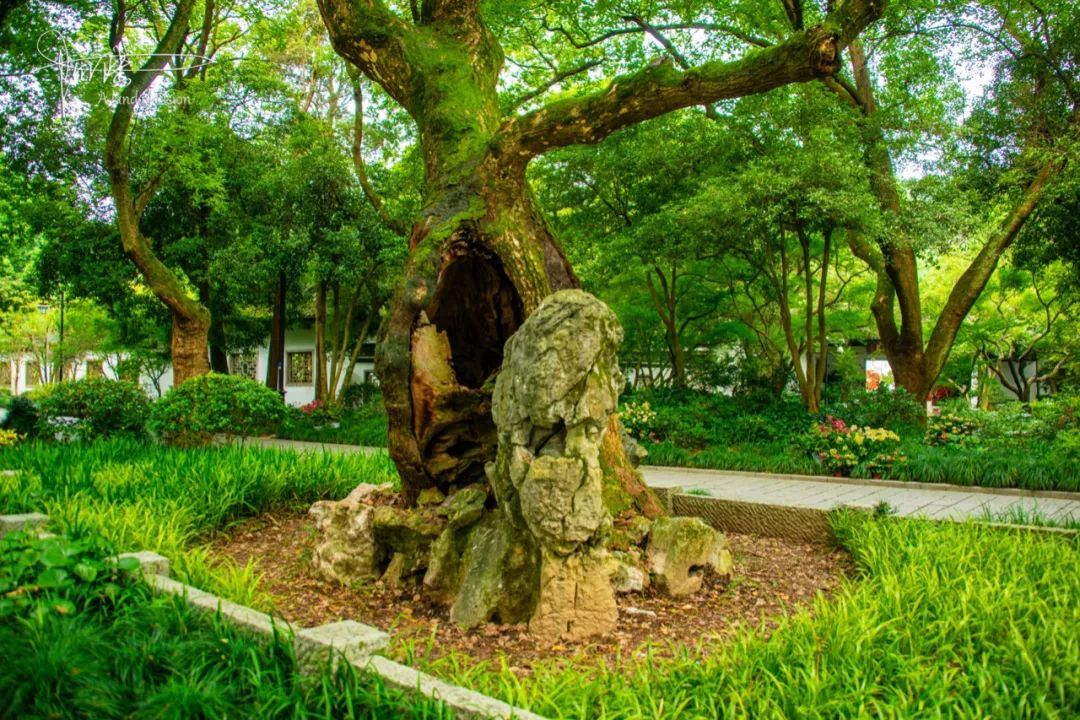 杭州这棵最丑的古树已有700多岁的高龄你见过吗