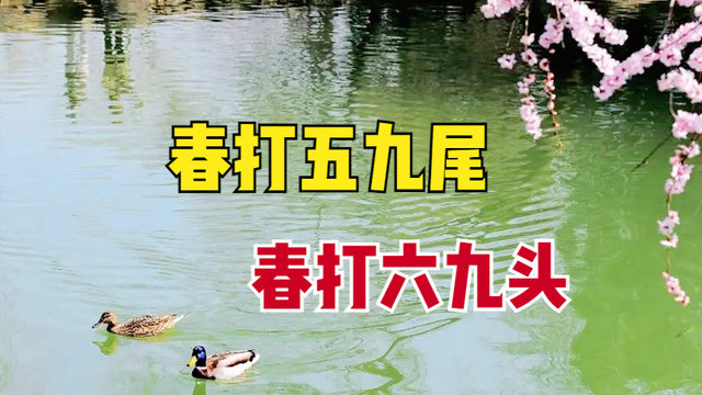 2023年立春在五九尾还是六九头？年景好不好？看看农谚怎么说？|猪腿|庄稼|穷人|谚语|叫花子_新浪新闻