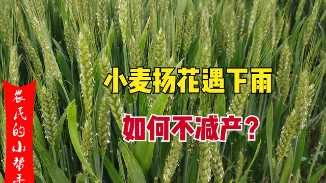 小麦扬花期遇上连阴雨,2种情况或将减产,4点措施保丰收|降雨|赤霉病|天气|药剂|授粉_新浪新闻