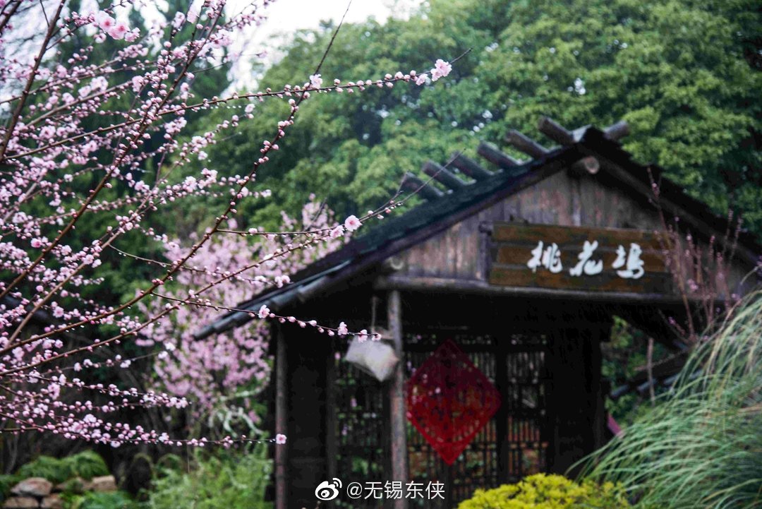 随手拍美景桃花坞里桃花庵,桃花庵下桃花仙.