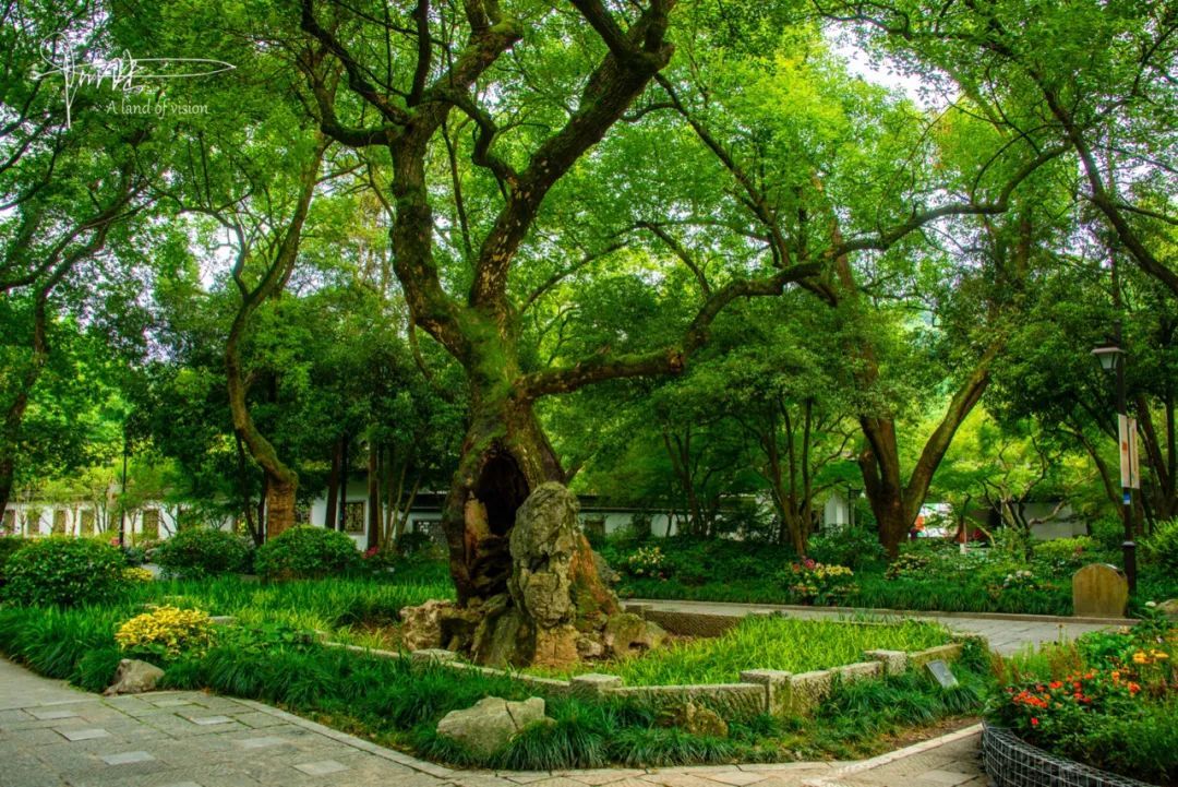杭州古树公园图片