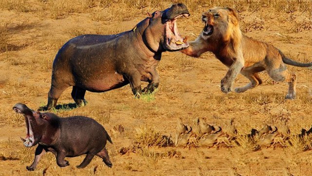 河马的憨态所迷惑,这货每年都要杀害3000个人类,而每年死在狮子和老虎