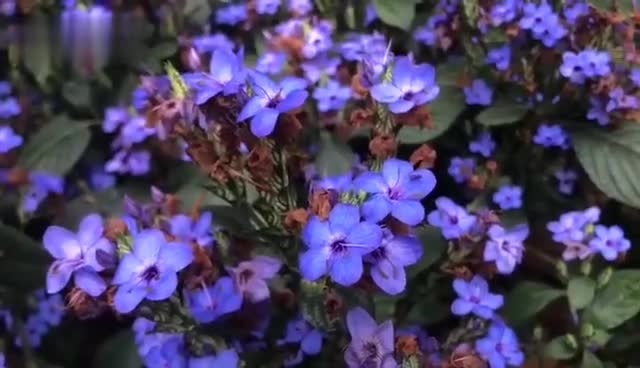 二月深圳赏花指南 山茶 月季 喜花草 带上你的 李焕英 一起去赏花