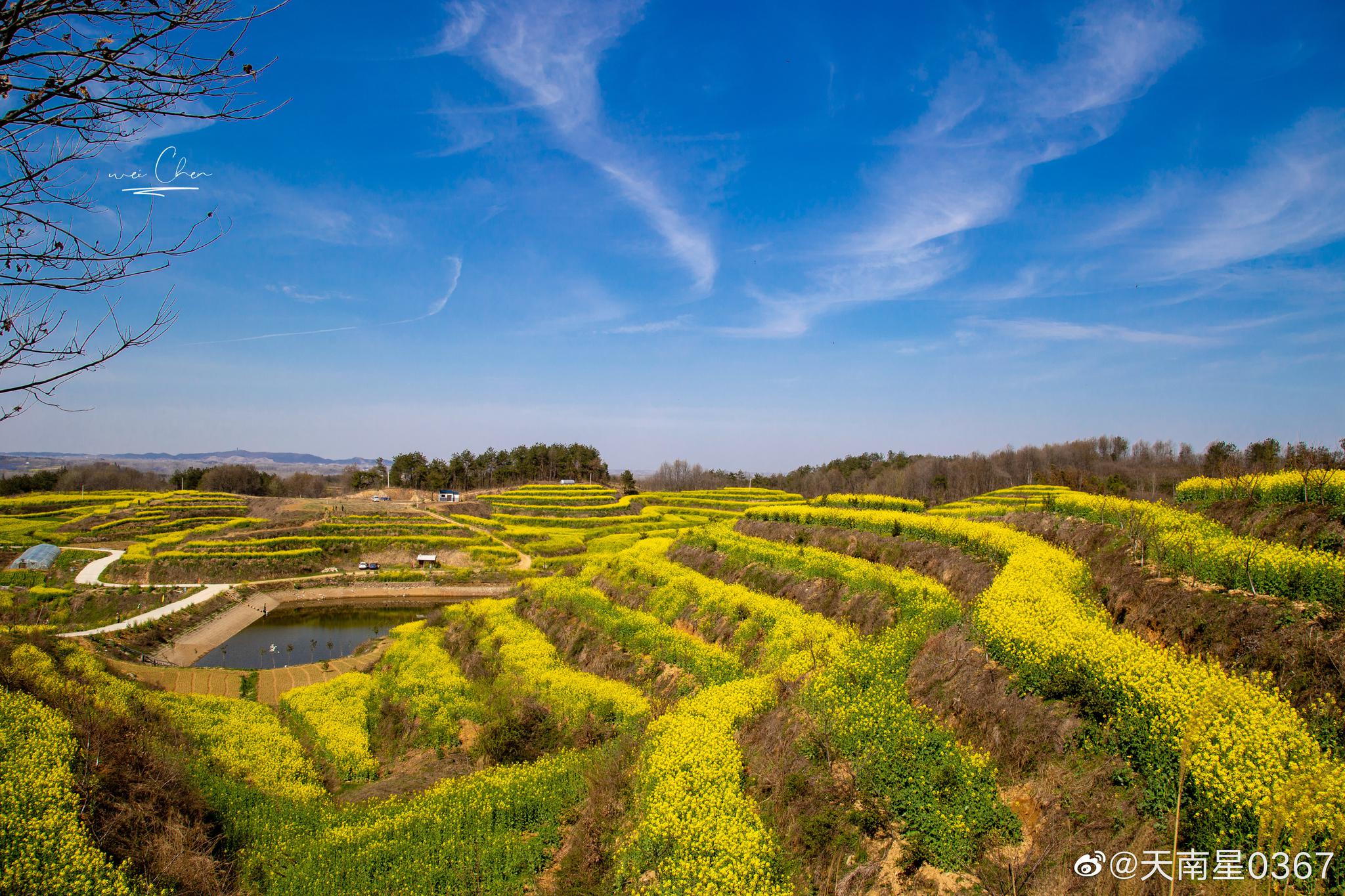 新县吴陈河乡,奇龙岭油菜花海. 图/@天南星0367
