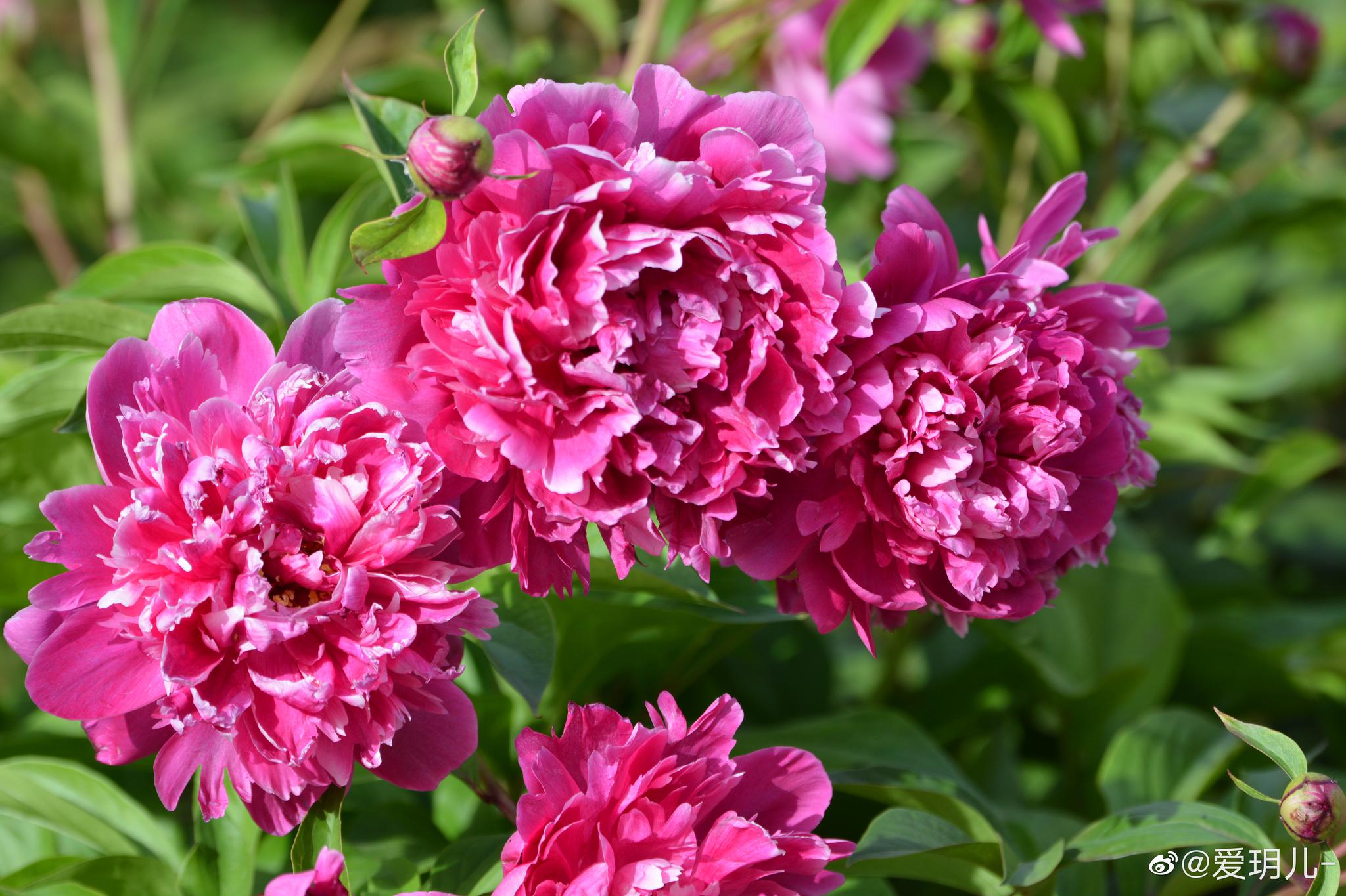 牡丹为王芍药为相,美丽的多年生草本植物大芍药花