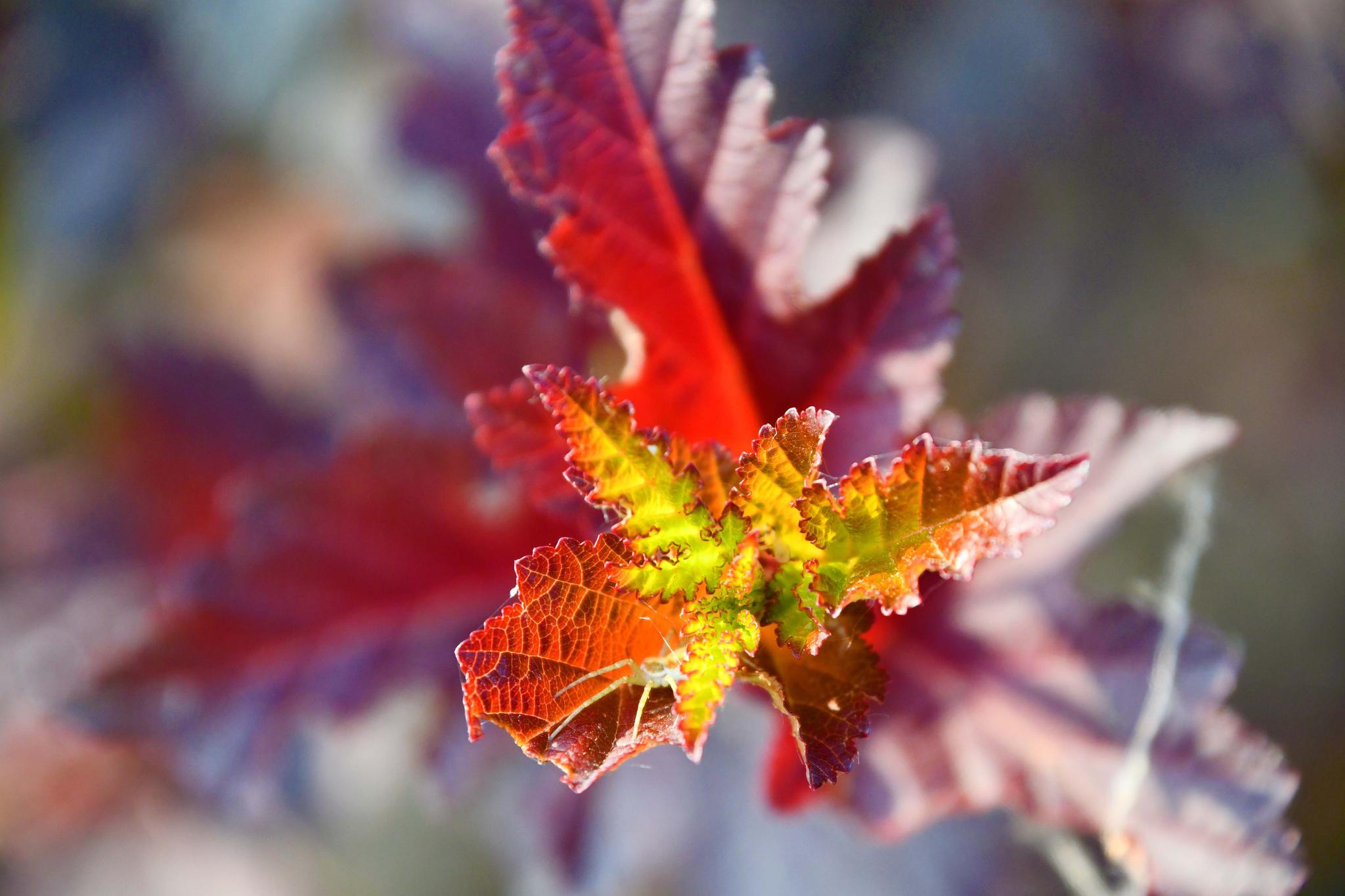 清晨阳光下美丽的树叶……_高清图集_新浪网