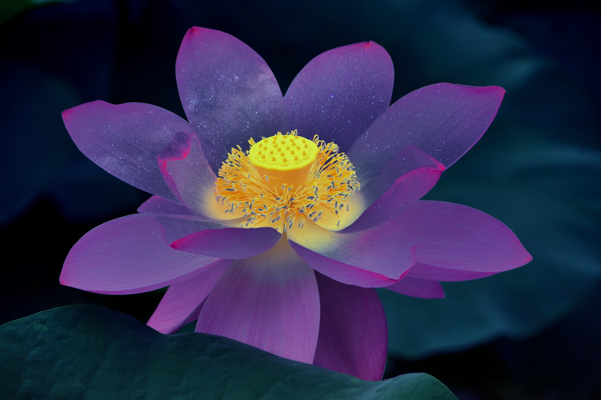 心中的莲花朵朵绽放,原创拍摄_高清图集_新浪网