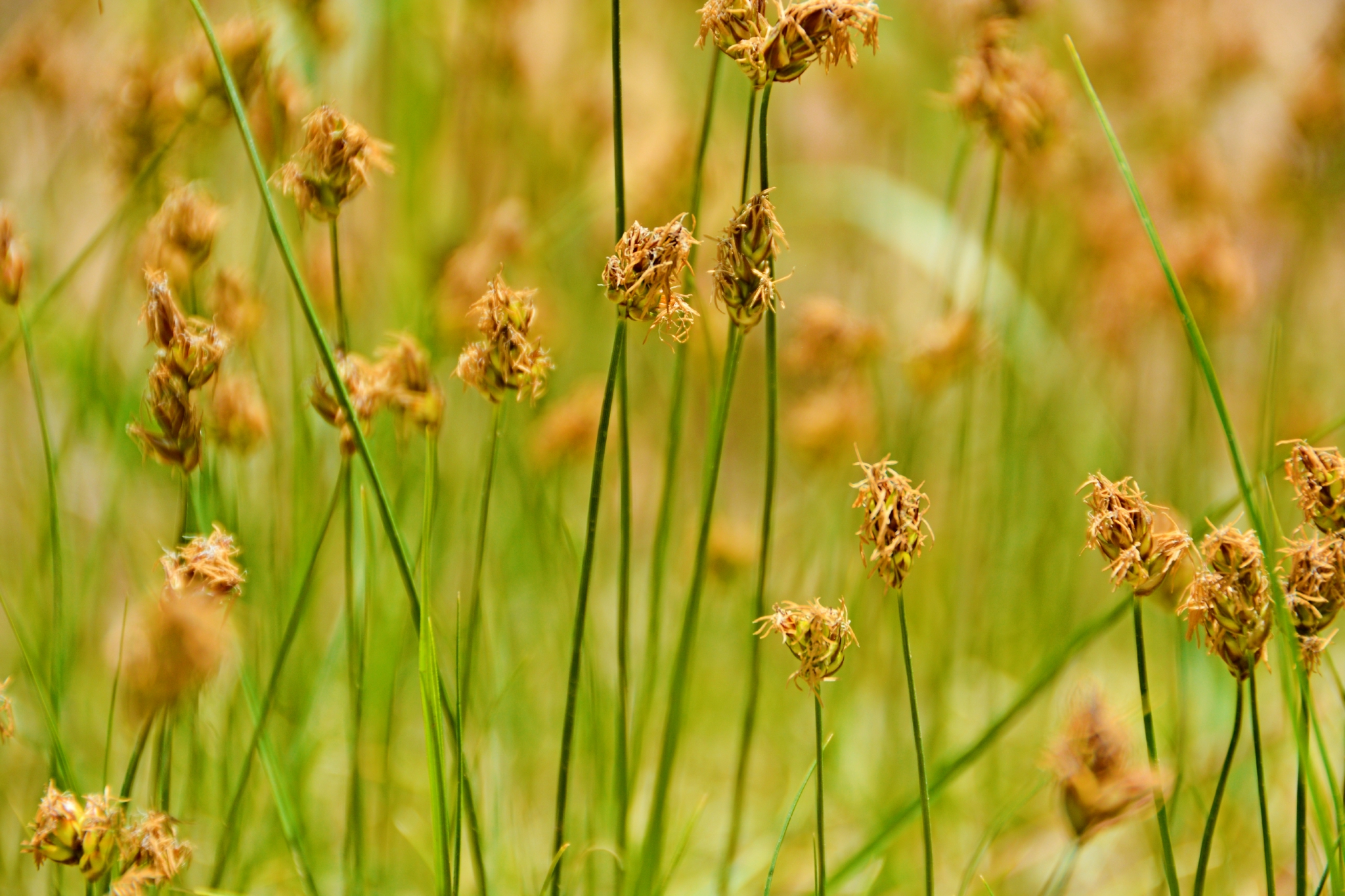 野生灯心草原创拍摄