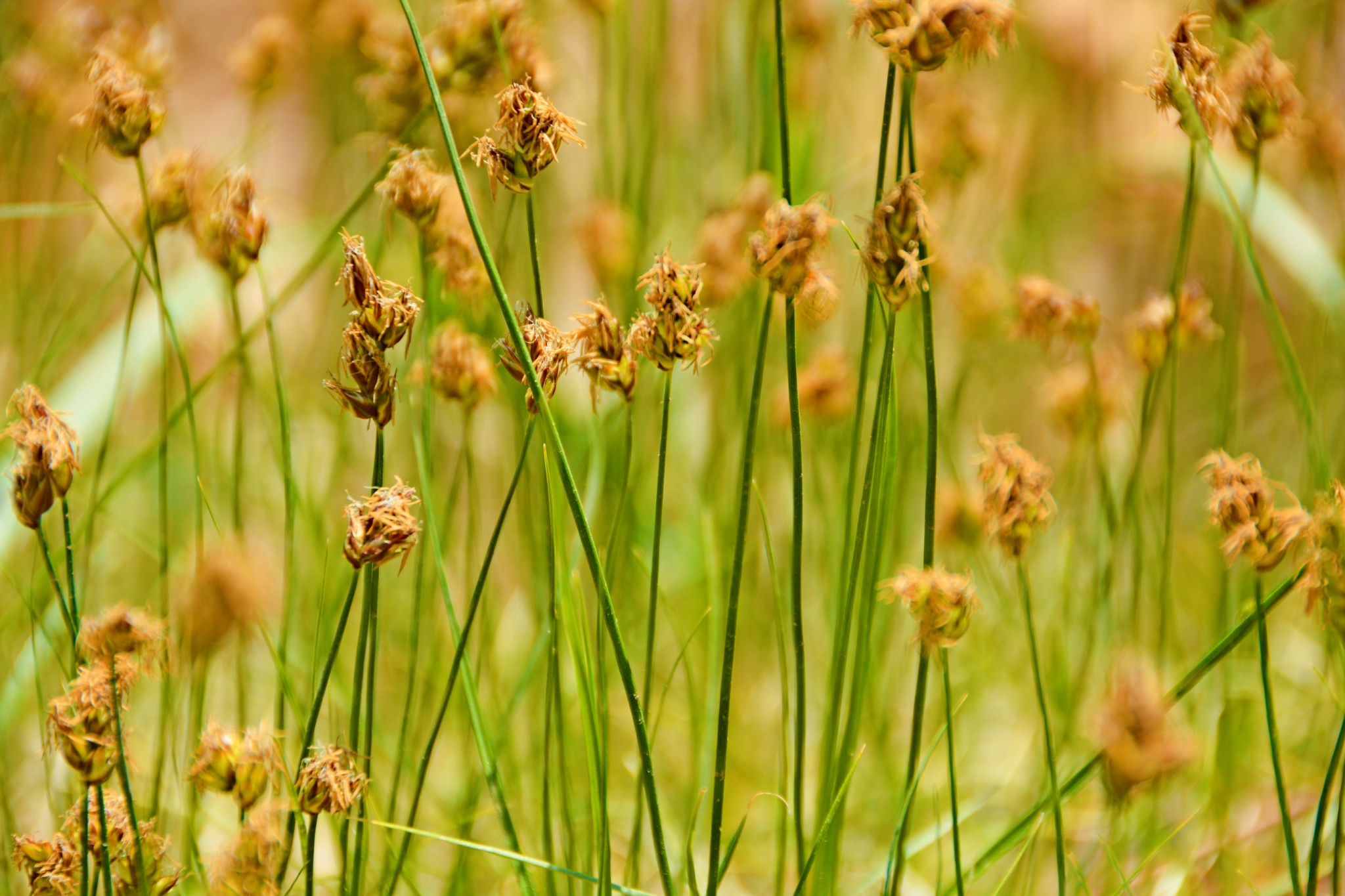 野生灯心草原创拍摄