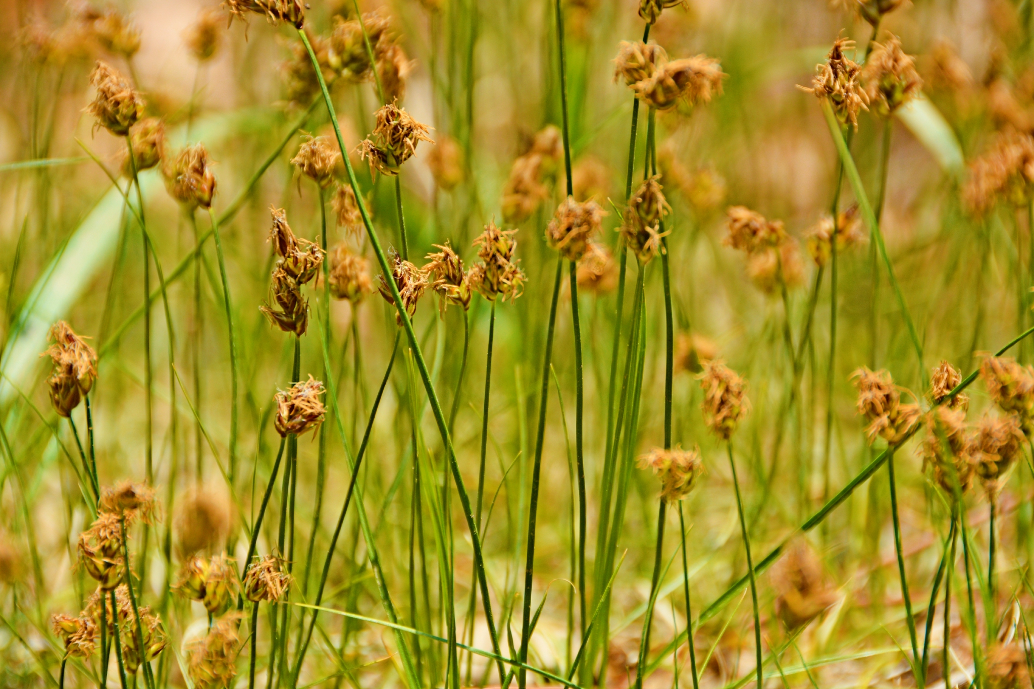 野生灯心草原创拍摄