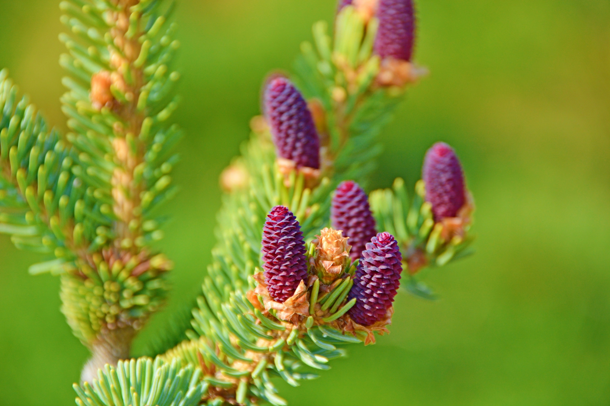 人们常常忽略的云杉花,原创拍摄__财经头条