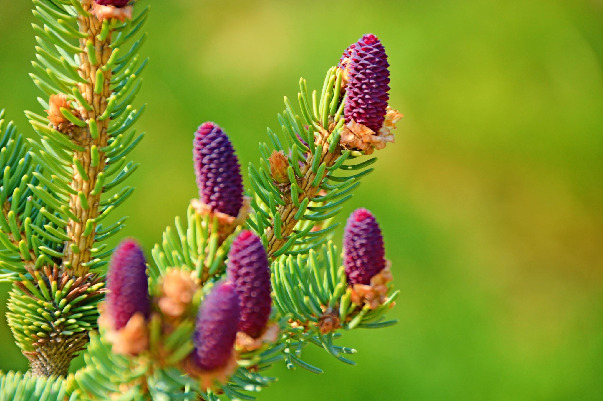 人们常常忽略的云杉花,原创拍摄__财经头条