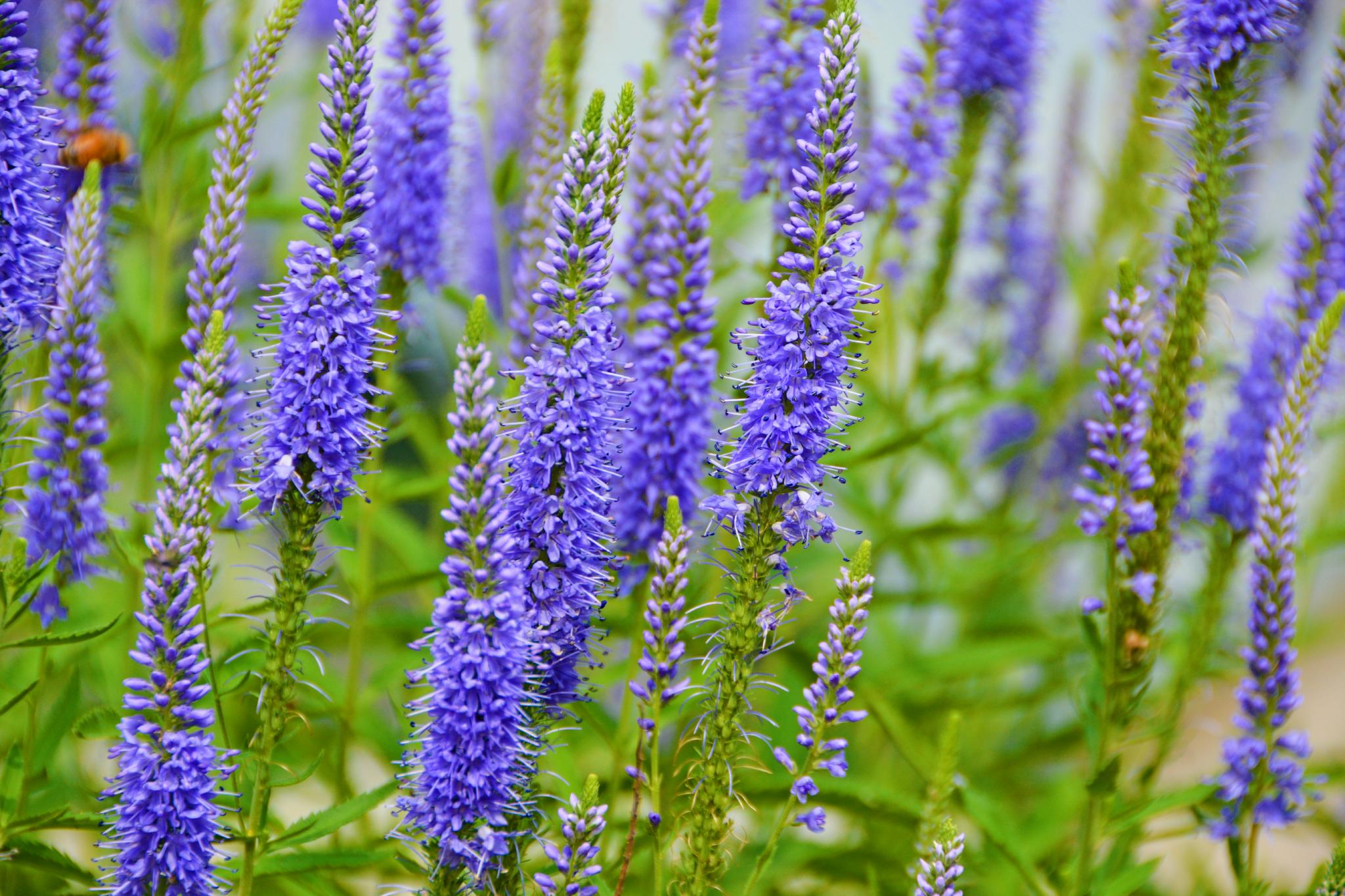 穗花婆婆纳原创拍摄