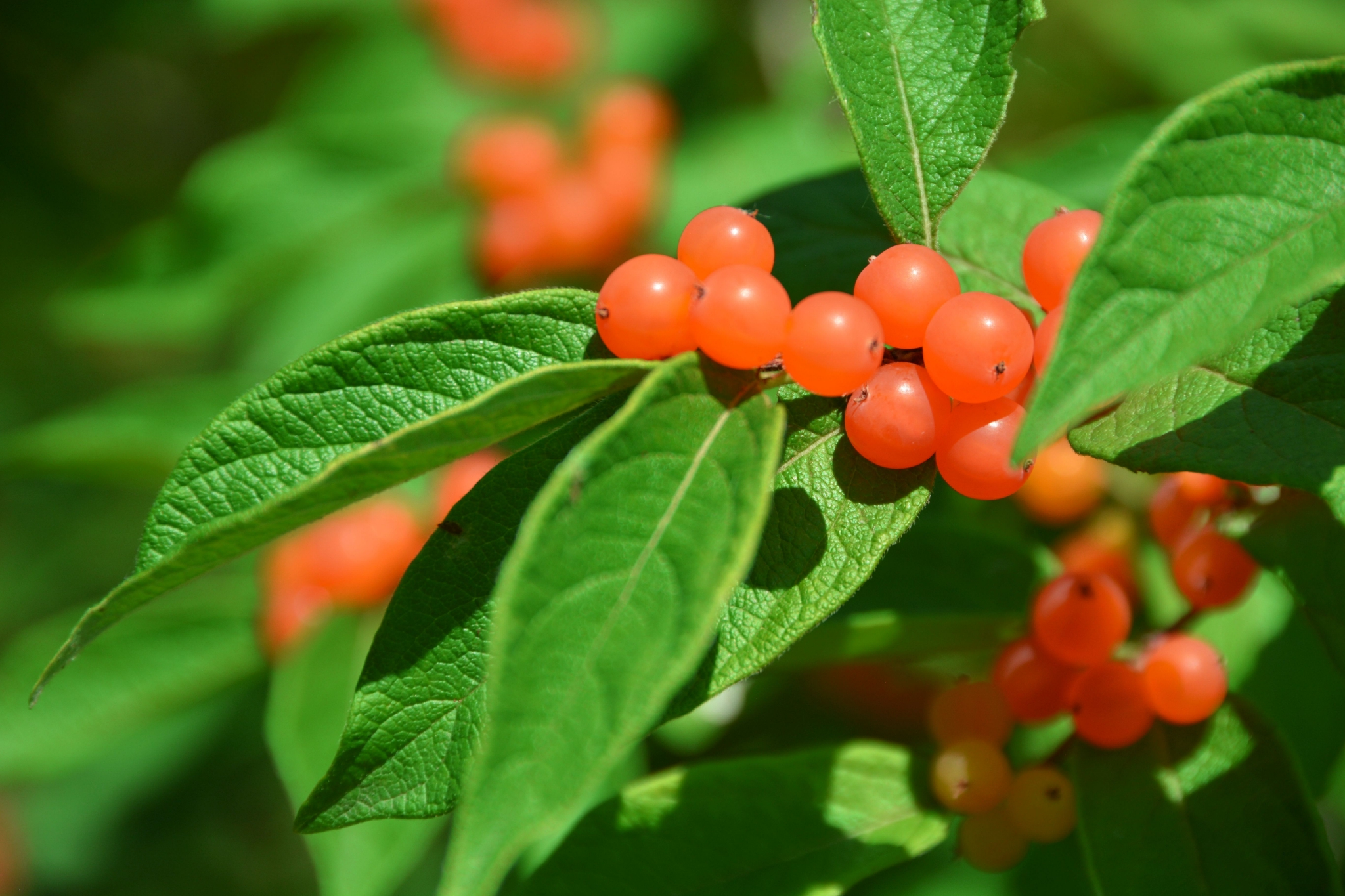 晶莹剔透黄色忍冬果原创拍摄