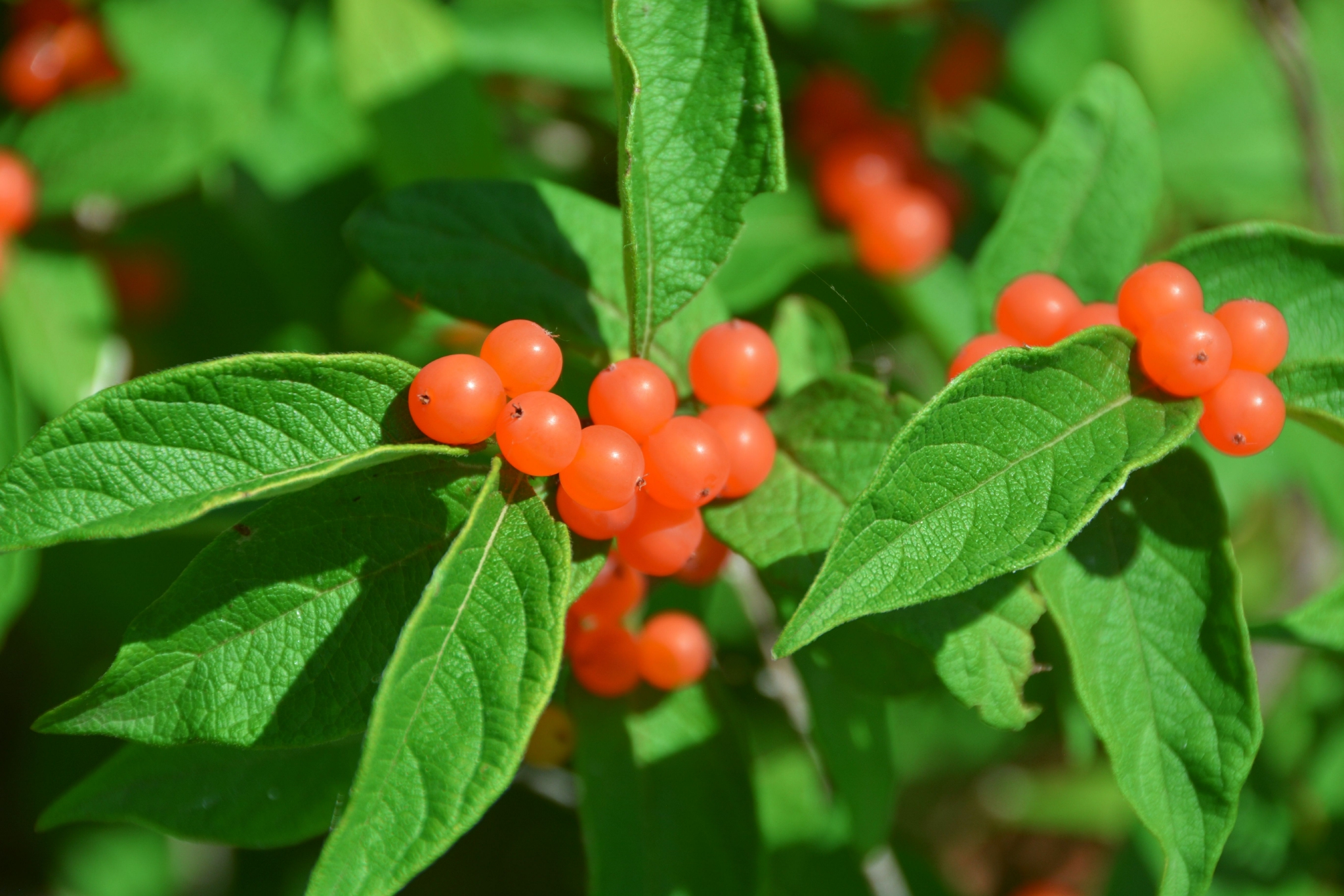 晶莹剔透黄色忍冬果原创拍摄