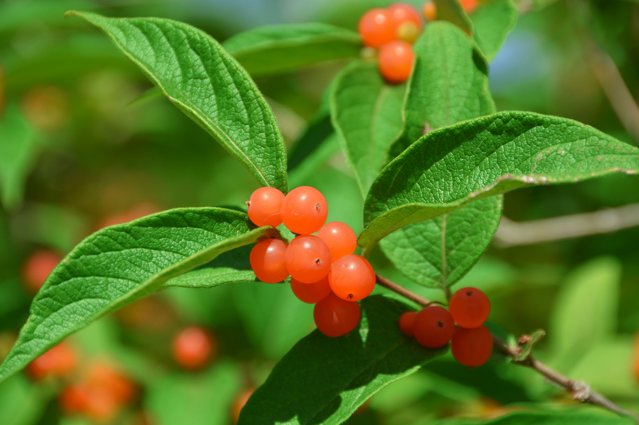 晶莹剔透黄色忍冬果原创拍摄