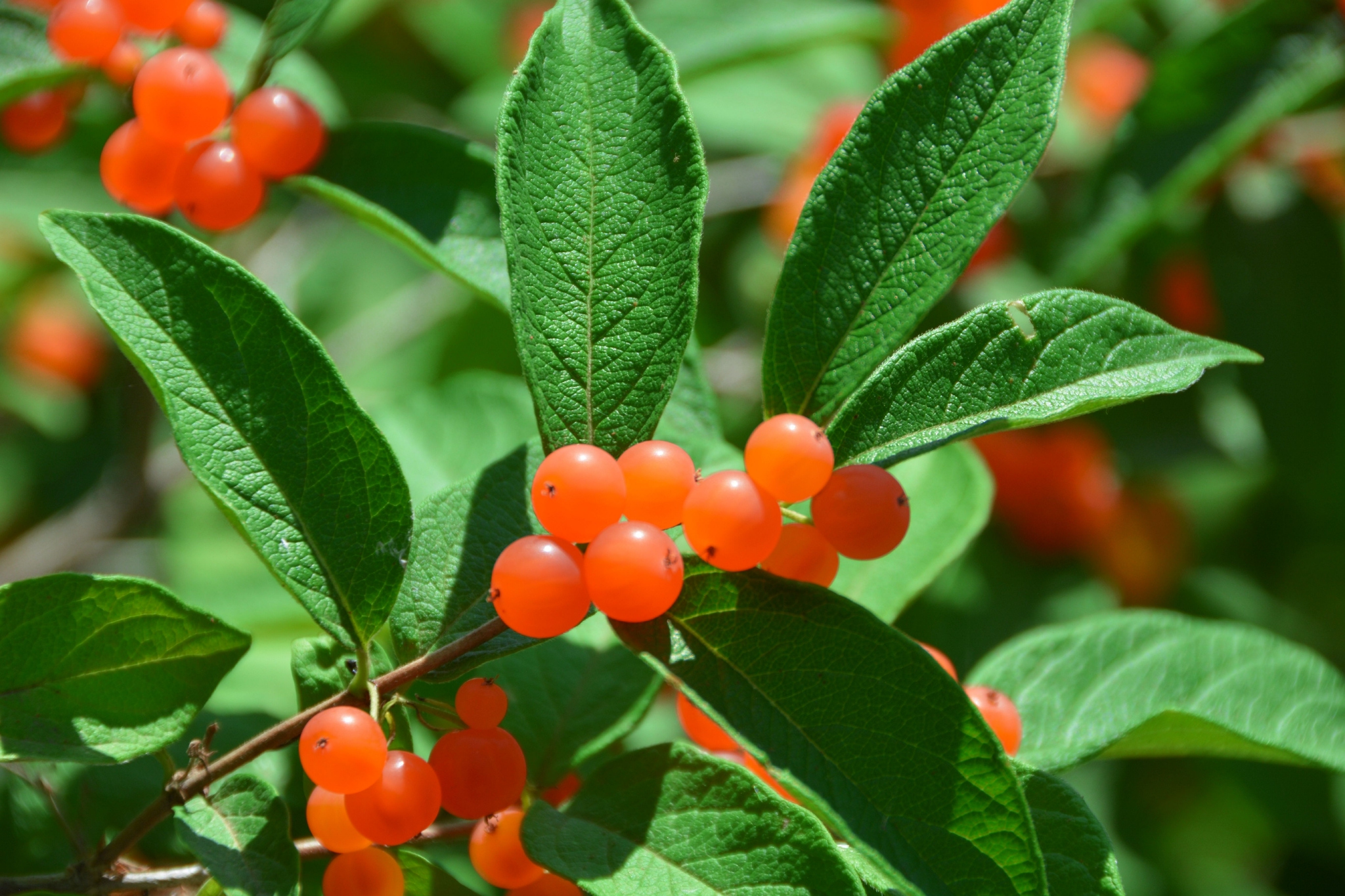 晶莹剔透黄色忍冬果原创拍摄