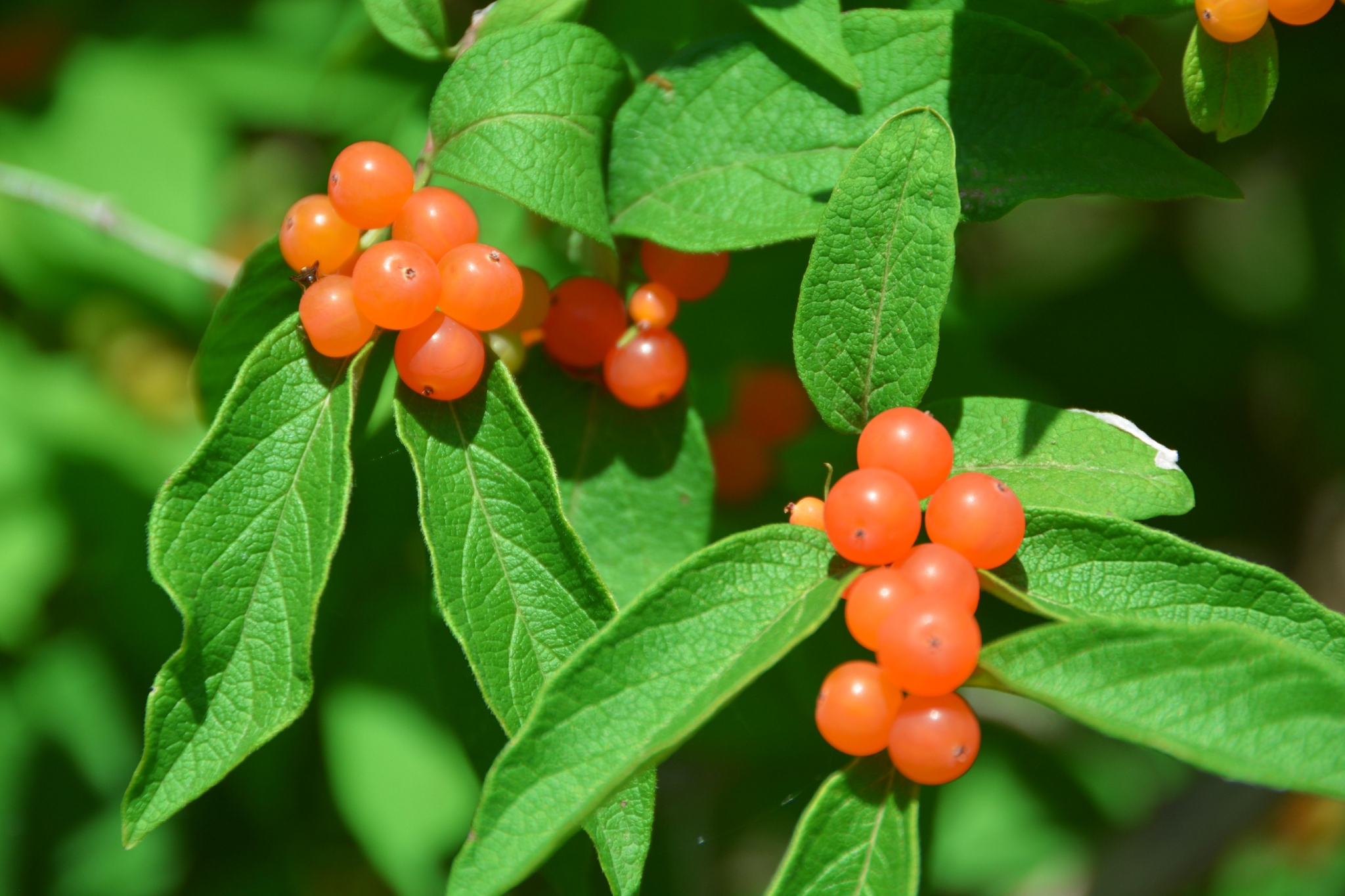 晶莹剔透黄色忍冬果原创拍摄