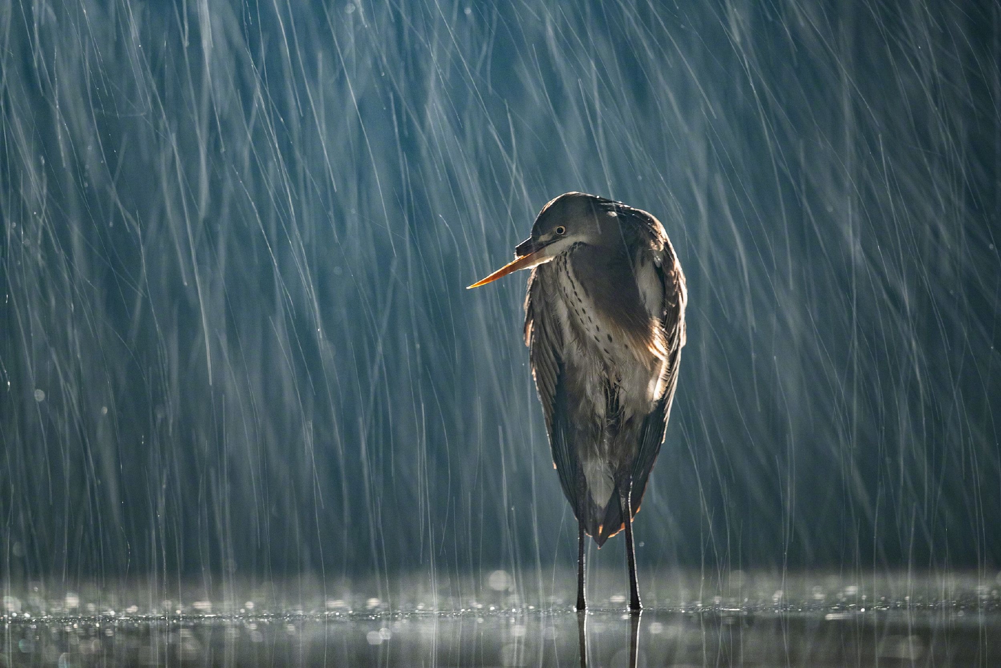 雨中的鸟08_高清图集_新浪网
