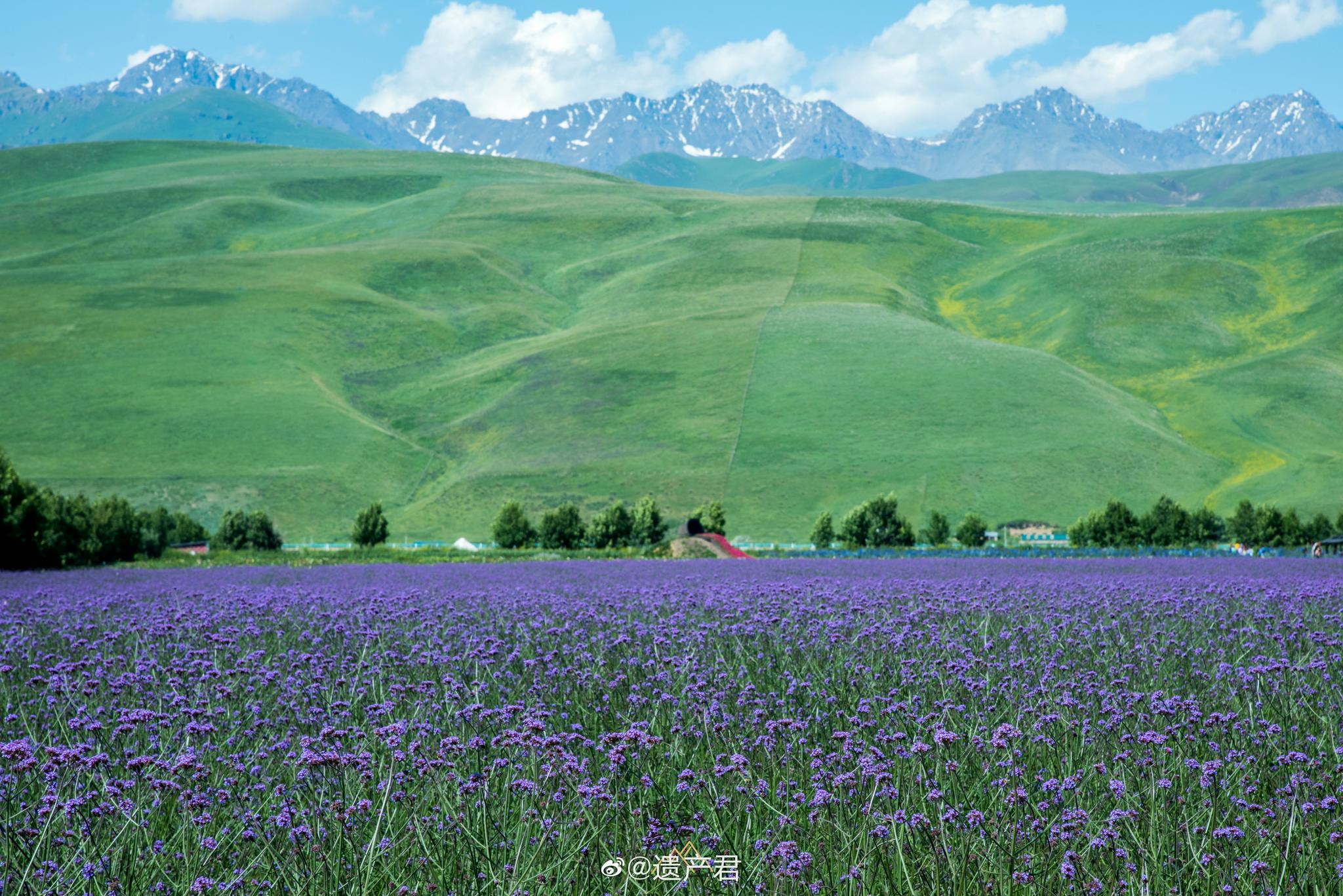 新疆伊犁,花海世界